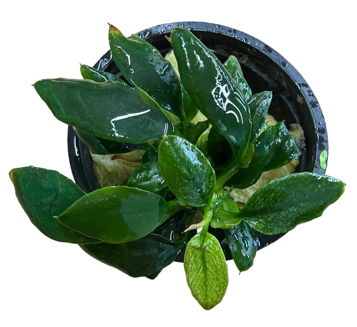Anubias barteri var. nana " Pantgolino" - Potted 