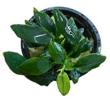 Anubias barteri var. nana " Pantgolino" - Potted 