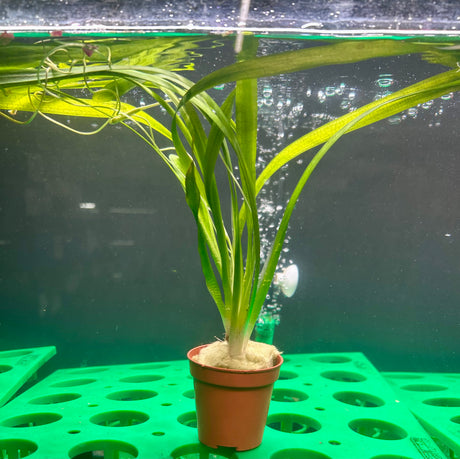Vallisneria americana var. ameri 'Rubra'  Potted - WP220 | Potted Plants | Largest Tropical Fish Selection at Your Local Fish Store