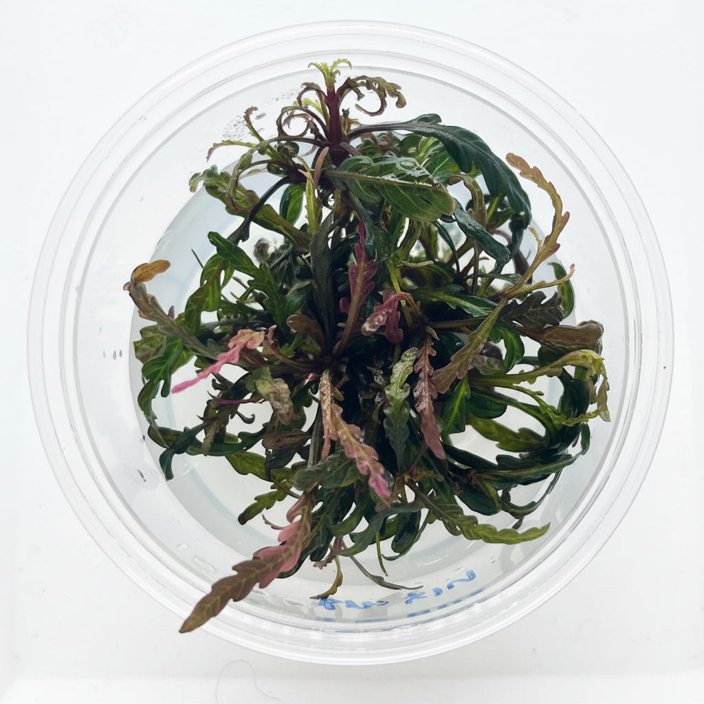 Hygrophila pinnatifida Tissue Culture - C31548 | Tissue Cultures | Largest Tropical Fish Selection at Your Local Fish Store