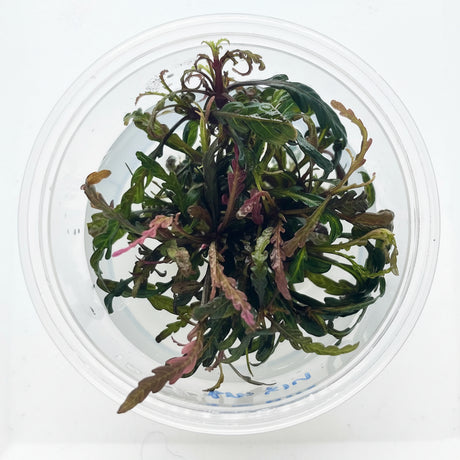 Hygrophila pinnatifida Tissue Culture - C31548 | Tissue Cultures | Largest Tropical Fish Selection at Your Local Fish Store