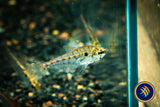 Small-scale Glass Tetra (Charax condei)