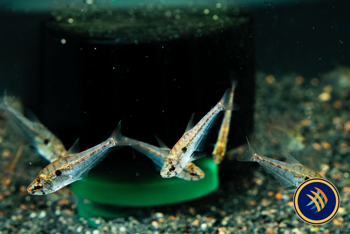 Small-scale Glass Tetra (Charax condei)