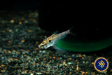 Small-scale Glass Tetra (Charax condei)