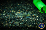 Helmeted Goby (Mugilogobius parvus) 3-4cm