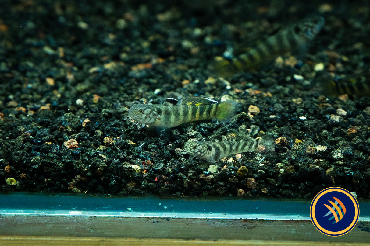 Helmeted Goby (Mugilogobius parvus) 3-4cm