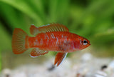 Red Scarlet Badis (Dario dario)