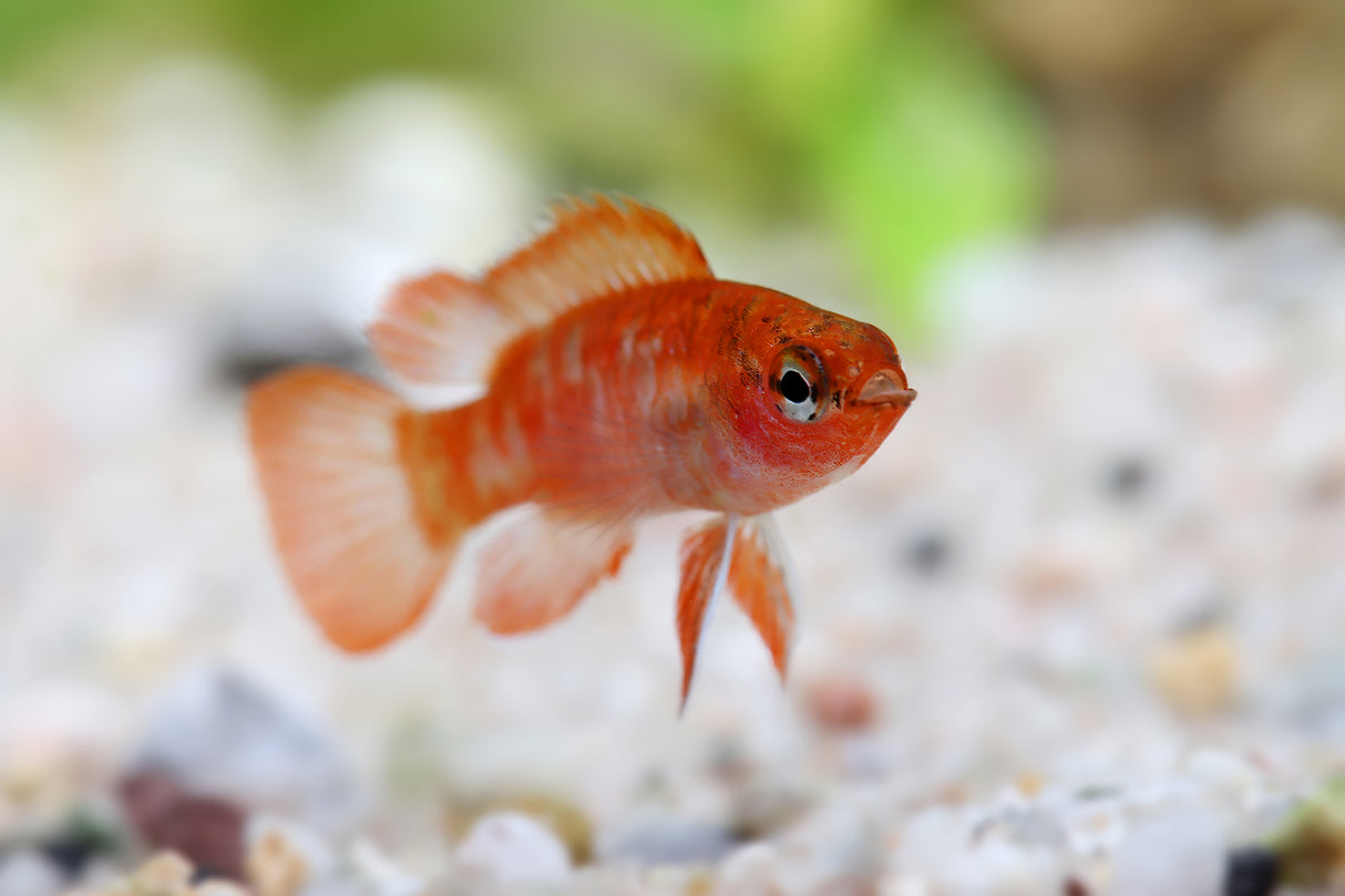 Red Scarlet Badis (Dario dario)