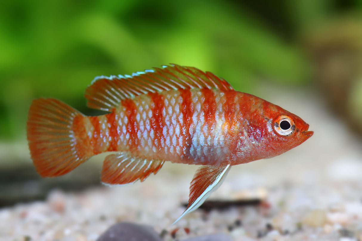 Red Scarlet Badis (Dario dario)