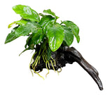 Anubias barteri var. barteri on Medium Driftwood