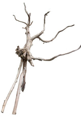  Piece of Red Moor Spiderwood