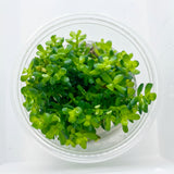 Rotala 'Bonsai' Tissue Culture - C31649 | Tissue Cultures | Largest Tropical Fish Selection at Your Local Fish Store