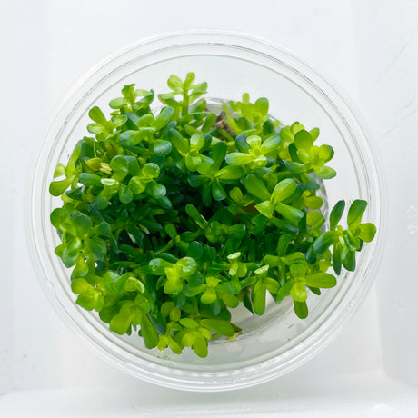 Rotala 'Bonsai' Tissue Culture - C31649 | Tissue Cultures | Largest Tropical Fish Selection at Your Local Fish Store