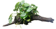  Anubias barteri var. nana on Medium Driftwood