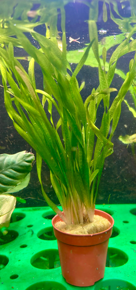 Vallisneria spiralis Tortifolia'(corkscrew) Bare Root - WL218 | Potted Plants | Largest Tropical Fish Selection at Your Local Fish Store