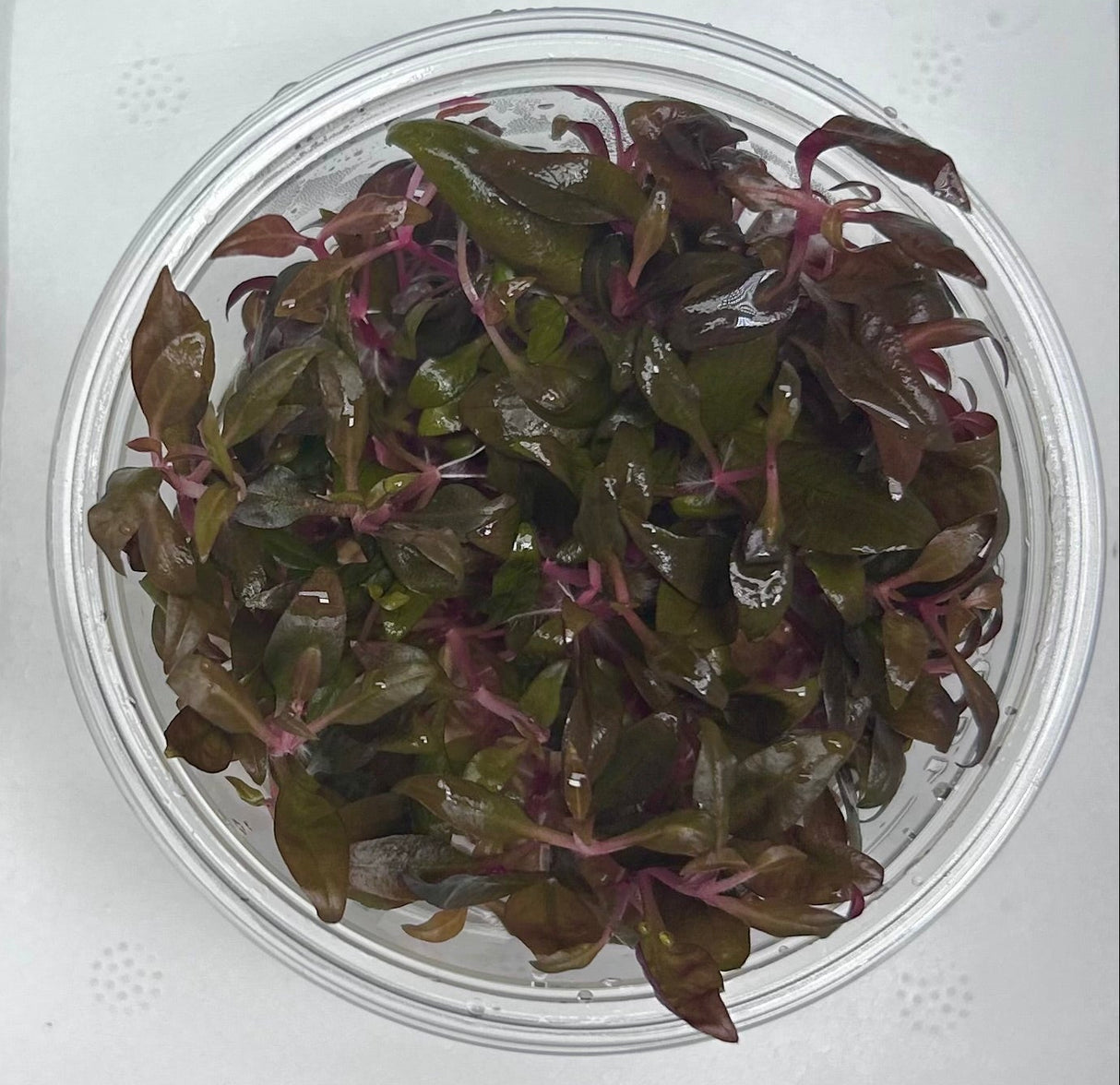 Althernanthera reineckii 'Mini' Tissue Culture 