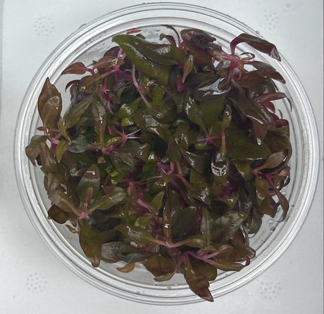 Althernanthera reineckii 'Mini' Tissue Culture 
