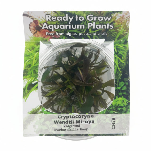 Cryptocoryne wendtii 'Mi Oya' Tissue Culture 