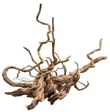 XX Large Piece of Spiderwood