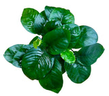 Anubias barteri var. barteri 'Broad leaf - Large Mother Plant - WP626