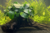 Anubias barteri var. nana on Medium wood 