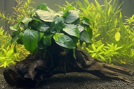 Anubias barteri var. nana on Medium wood 
