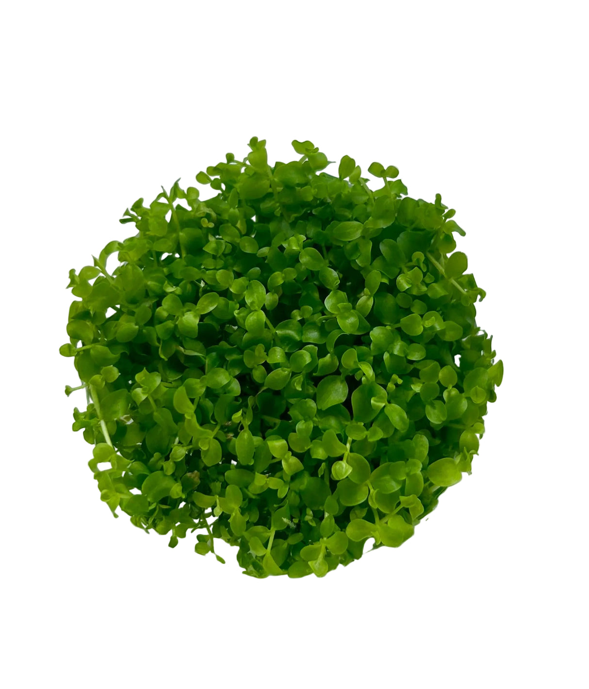 Micranthemum 'Monte carlo' Tissue Culture - C31512 | Tissue Cultures | Largest Tropical Fish Selection at Your Local Fish Store