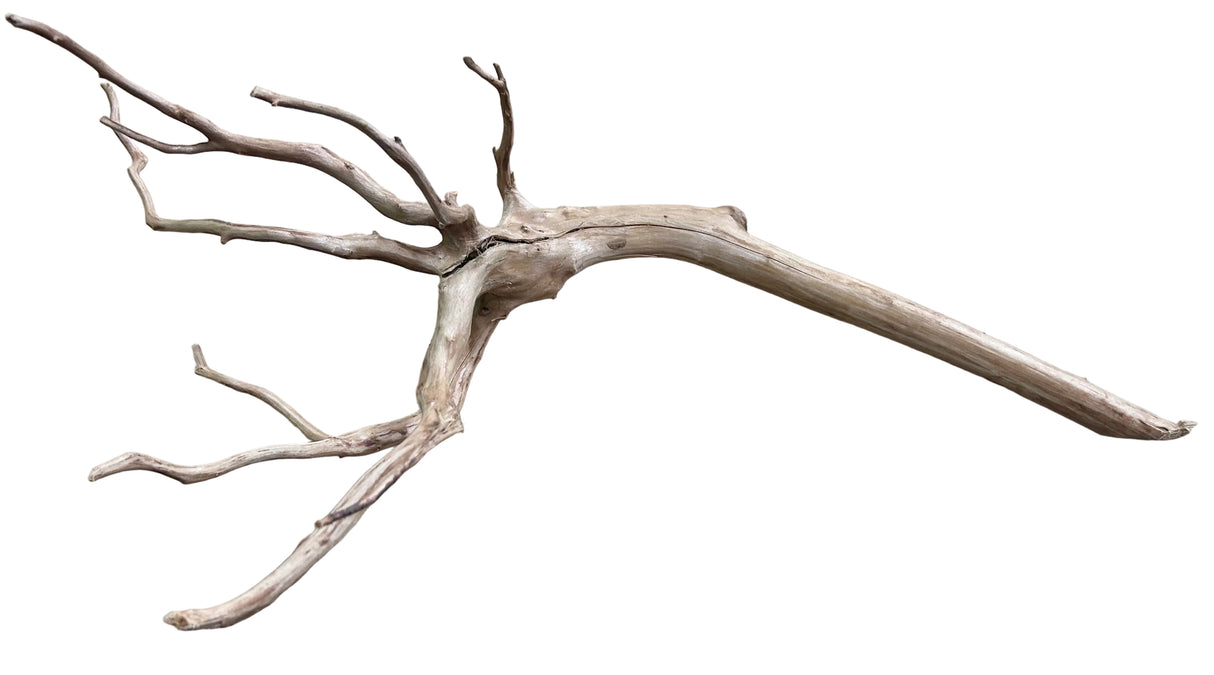  Piece of Red Moor Spiderwood