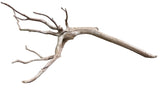  Piece of Red Moor Spiderwood