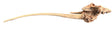 Malaysian Mangrove Sinking Driftwood