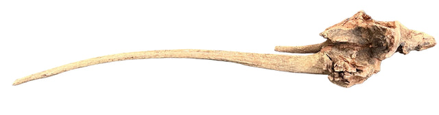 Malaysian Mangrove Sinking Driftwood