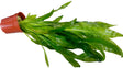 W.Y.S.I.W.Y.G. 4007 - Echinodorus sp. Large – (Amazon Sword)