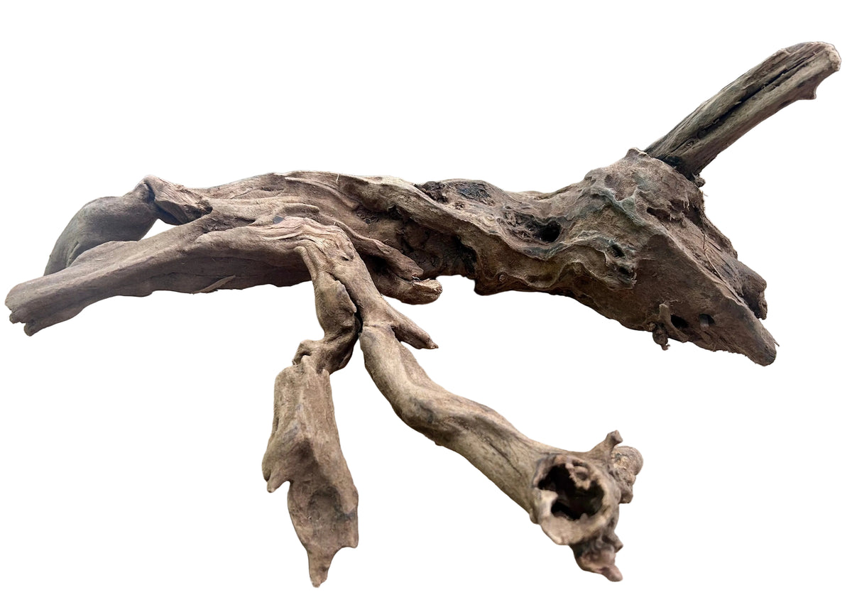Malaysian Mangrove Sinking Driftwood
