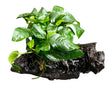 Anubias barteri var. nana on Medium wood