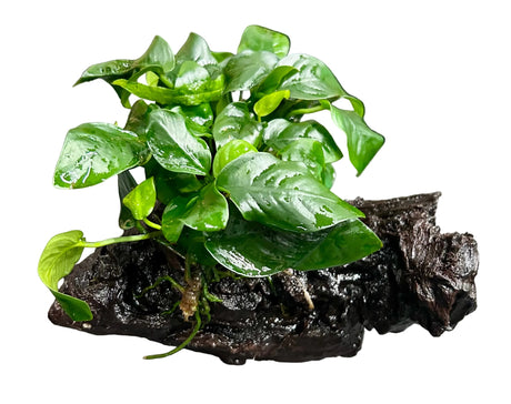 Anubias barteri var. nana on Medium wood