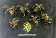  Bucephalandra 