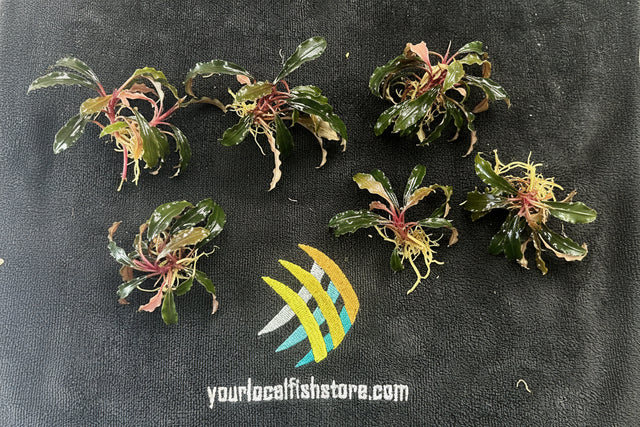  Bucephalandra 