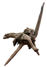 Malaysian Mangrove Sinking Driftwood