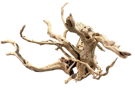Large spiderwood 