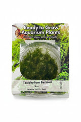 Taxiphyllum barbieri (Java Moss) Tissue Culture 