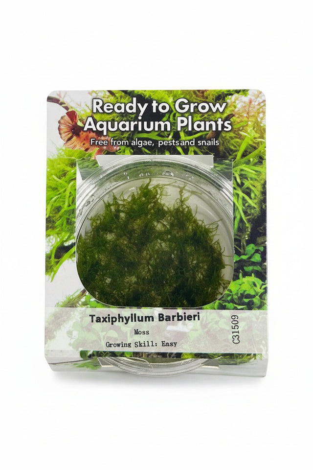 Taxiphyllum barbieri (Java Moss) Tissue Culture 