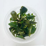 Lagenandra bleeding heart Tissue Culture - C31779 | Tissue Cultures | Largest Tropical Fish Selection at Your Local Fish Store