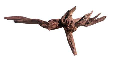 Malaysian Sinking Driftwood