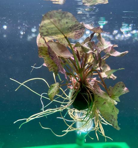 Nymphaea 'Tiger lotus green' with bulb 