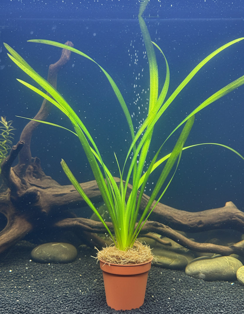 Vallisneria spiralis 'Red' Potted - WP222 | Potted Plants | Largest Tropical Fish Selection at Your Local Fish Store