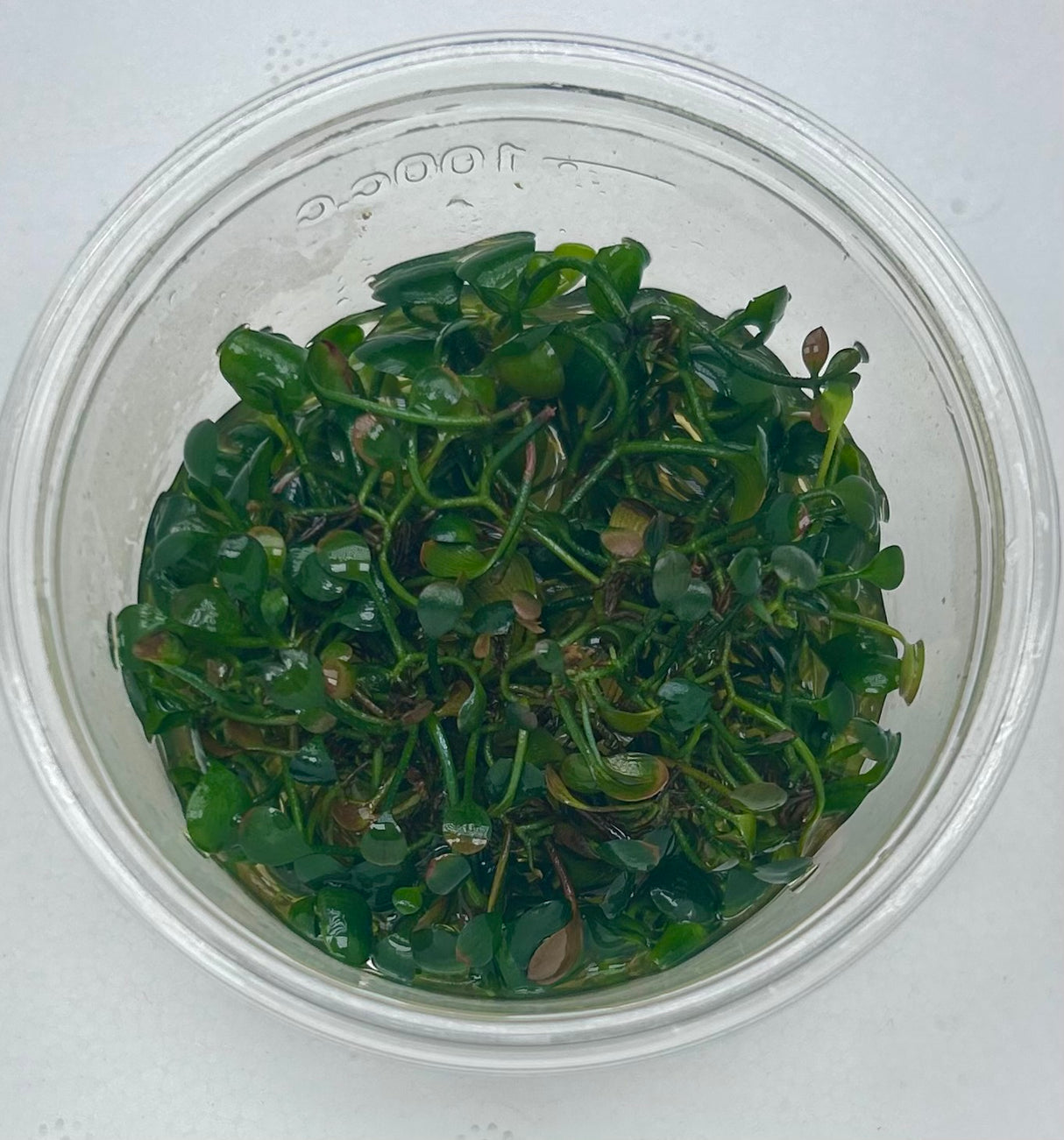 Marsilea hirsuta (dwarf clover) Tissue Culture - C31510 | Tissue Cultures | Largest Tropical Fish Selection at Your Local Fish Store