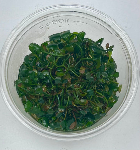 Marsilea hirsuta (dwarf clover) Tissue Culture - C31510 | Tissue Cultures | Largest Tropical Fish Selection at Your Local Fish Store