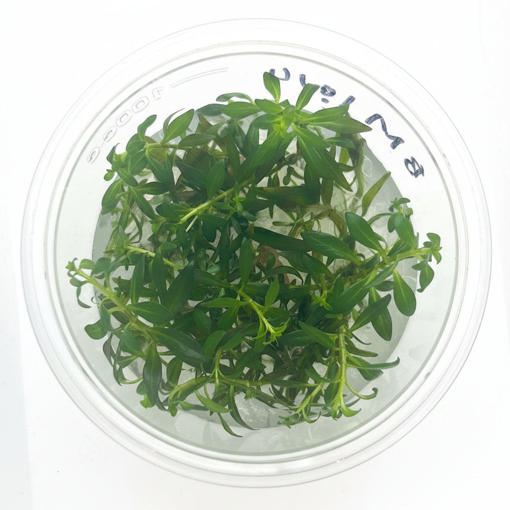 Ludwigia arcuata Tissue Culture - C3984 | Tissue Cultures | Largest Tropical Fish Selection at Your Local Fish Store