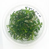 Ludwigia arcuata Tissue Culture - C3984 | Tissue Cultures | Largest Tropical Fish Selection at Your Local Fish Store