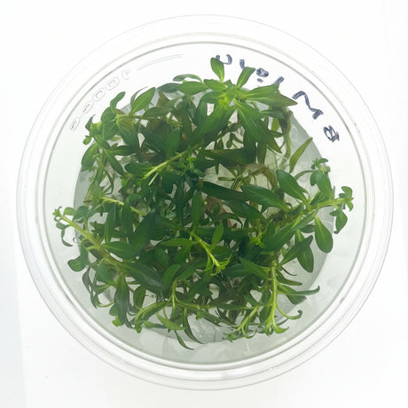 Ludwigia arcuata Tissue Culture - C3984 | Tissue Cultures | Largest Tropical Fish Selection at Your Local Fish Store